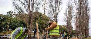 Invertir en árboles
