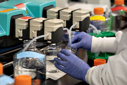 Los científicos exploraron las consecuencias moleculares de la infección de Covid en hámsteres dorados y en tejido olfativo tomado de 23 autopsias humanas.