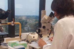 Investigadoras de la Universidad Austral trabajan con formulaciones orales cannabis