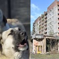 Los perros salvajes están evolucionando: qué descubrieron los científicos 40 años después