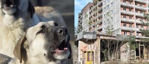 Los perros salvajes están evolucionando: qué descubrieron los científicos 40 años después