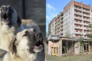 Los perros salvajes están evolucionando: qué descubrieron los científicos 40 años después