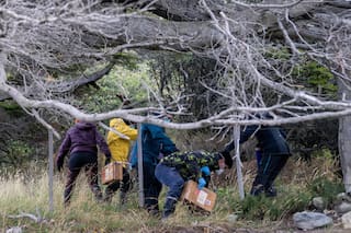 Investigadores argentinos inician caza de roedores para detectar origen del brote de hantavirus