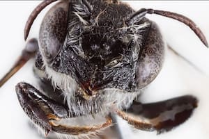 Descubren una nueva abeja “Lucifer” con cuernos diabólicos cuyo comportamiento alarma a los científicos