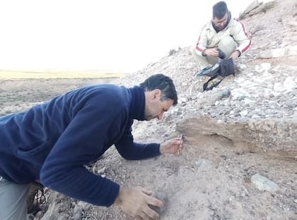 Investigadores del Conicet trabajando en el retiro de los restos fósiles del lagarto bautizado como Alamitosphenos mineri