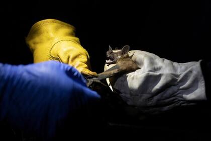 Investigadores del Instituto Fiocruz estatal de Brasil iluminan un murciélago que capturaron en la Mata Atlántica durante una excursión nocturna en el parque estatal Pedra Branca, cerca de Río de Janeiro