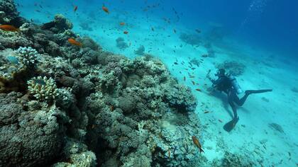 Investigadores del Instituto Interuniversitario de Ciencias del Mar en Eilat, la ciudad balnearia sureña de Israel, monitorean el crecimiento de los corales mientras bucean