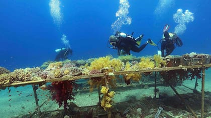 Investigadores del Instituto Interuniversitario de Ciencias del Mar en Eilat, la ciudad balnearia sureña de Israel, monitorean el crecimiento de los corales mientras bucean