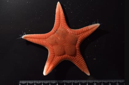 Investigadores en Japón descubrieron una nueva especie de estrella de mar de color rojo y beige distintivo, con cinco brazos