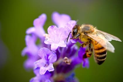 Investigadores lograron entrenar a abejas dándoles azúcar.