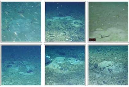 Investigadores que buscaban el legendario barco registraron patrones geométricos formados por cientos de nidos de peces en el fondo del océano