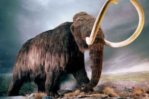 Recrean con asombroso detalle la difícil vida de un mamut que murió hace 17.000 años