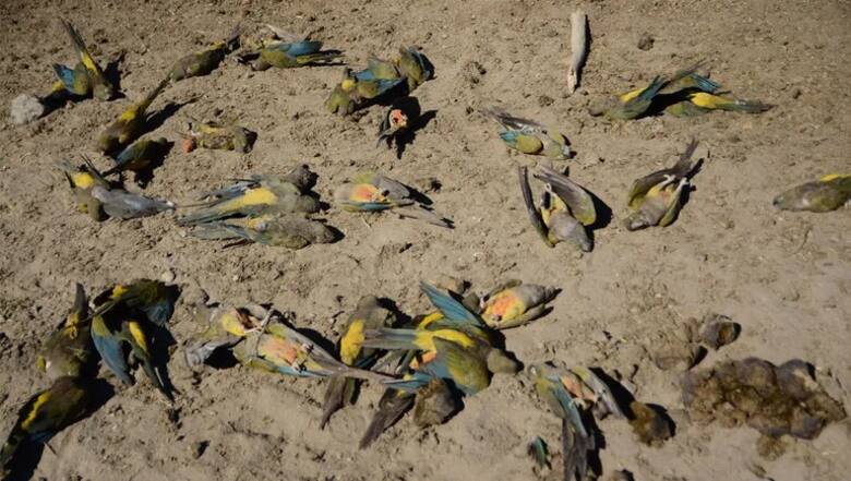 Loros muertos