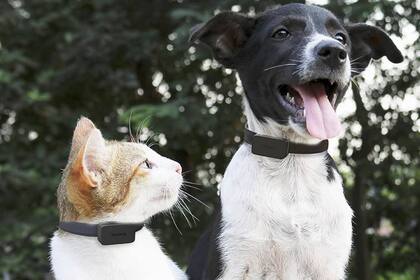 Invoxia presentó un collar diseñado para medir los datos de salud del can o felino y su ubicación