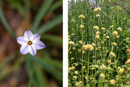 Ipheion_uniflorum y Gomphrena perennis, dos plantas nativas que requieren escasos cuidados y suelen florecer en otoño