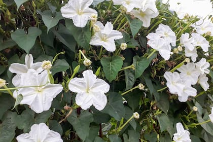 Ipomea alba, una especie ideal para alambrados que suma un poderoso impacto olfativo