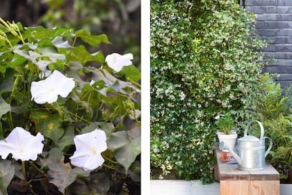 Ipomea alba y Trachelospermum jasminoides aportan luminosidad a los espacios con sus flores blancas