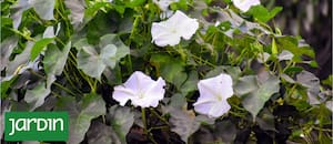 Las trepadoras nativas que casi nadie elige pero debería