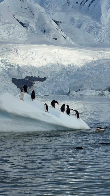 Ir a la Antártida es ver a los animales moverse en estado puro, casi sin la intervención del ser humano