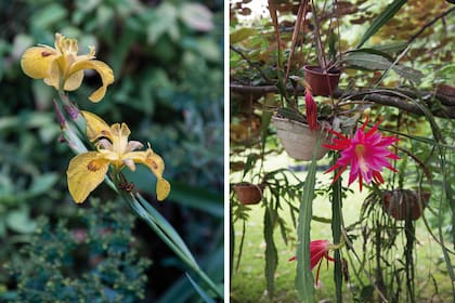 Iris amarillo híbrido, uno de los tantos iris que habitan en el jardín de Carlos Valmaggia (izquierda). Epiphyllum en flor, parte de la colección de estos cactus epífitos (derecha).