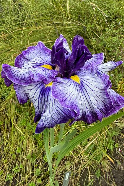 Iris ensata 'Gusto'
