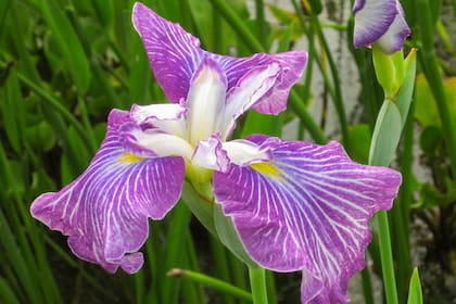 Iris ensata 'Milky way', originarios de zonas húmedas de Japón, aman los suelos encharcados