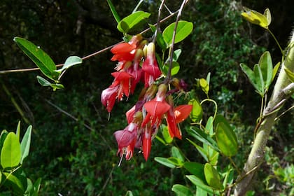 Isipó colorado (Camptosema rubicundum) es una trepadora ideal para pérgolas que florece en verano con atractivas flores rojas