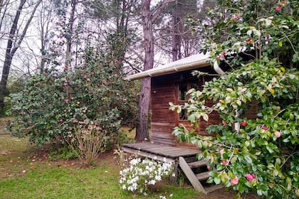 Isla de las Camelias es una incubadora de plantas madres de camelias en pleno delta