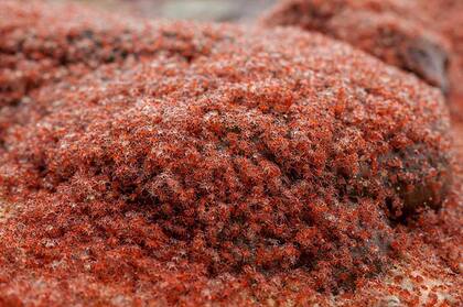 La peregrinación de los cangrejos bebés