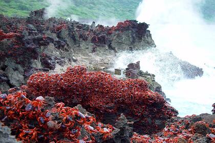 Cangrejos en la Isla de Navidad