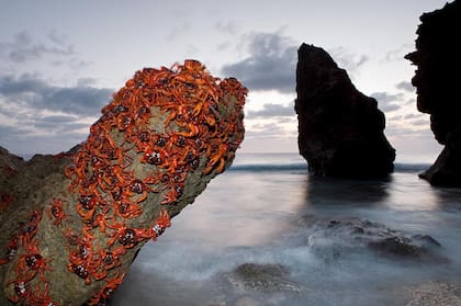 Cangrejos en la Isla de Navidad