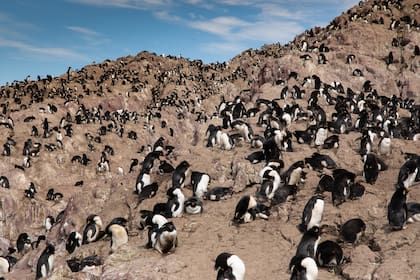 Isla Pinguino, Santa Cruz