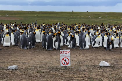 En Malvinas hay cinco especies de pingüinos: Aptenodytes patagonicus (rey), Pygoscelis papua (papúa), Eudyptes chrysocome (de penacho amarillo), Spheniscus magellanicus (de Magallanes) y Eudyptes chrysolophus (Macaroni o de penacho anaranjado)