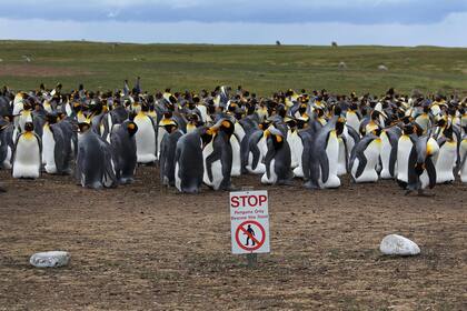 En Malvinas hay cinco especies de pingüinos: Aptenodytes patagonicus (rey), Pygoscelis papua (papúa), Eudyptes chrysocome (de penacho amarillo), Spheniscus magellanicus (de Magallanes) y Eudyptes chrysolophus (Macaroni o de penacho anaranjado)