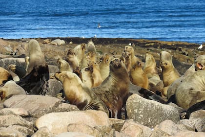 Islote Lobos, de acceso libre, ofrece senderos entre animales