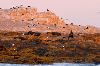 Islote Lobos está cerca de Playas Doradas y a 50 kilómetros de San Antonio Oeste, en el litoral de Río Negro