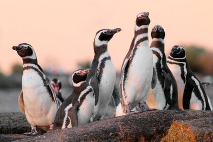 Actualmente hay una colonia de 12.000 pingüinos y 4000 nidos en Islote Lobos