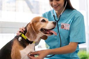 Italia ofrece una licencia paga para cuidar a mascotas enfermas