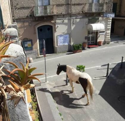 Italia, que es uno de los países más afectados por esta pandemia, tiene hasta caballos sueltos en sus calles ante la ausencia humana.