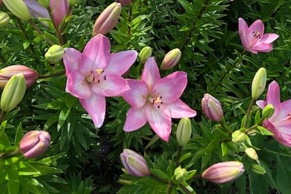 Ixia, género de plantas perennes bulbosas
