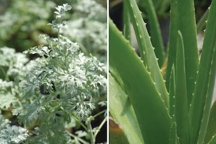 Izq: ajenjo. Exige sol; se adapta a todos los suelos, menos a los anegadizos. Riegos moderados. Der.: aloe. Exigencias: sol. Se adapta a todos los suelos y requiere riegos moderados.