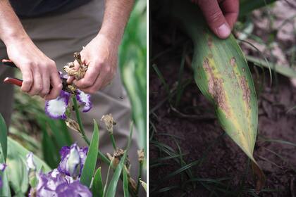 Izq.: Cortar las flores secas le dará a la planta la posibilidad de seguir floreciendo. Der.: Entre las pocas plagas y enfermedades que presenta puede aparecer la roya, un hongo fácil de tratar con productos de jardín.
