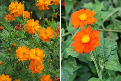 Izq.: Cosmos sulphureus. Der.: Tithonia rotundifolia, cultivar ‘Torch’ 