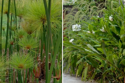 Izq.: Cyperus papyrus o papiro de Egipto. Der.: Hedychium coronarium o caña de ámbar.