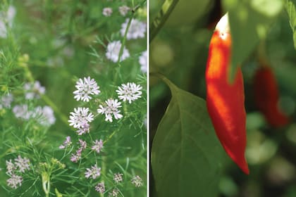 Izq.: Del Coriandrum sativum (coriandro) se utilizan sus semillas y, bajo el nombre de cilantro, se aprovechan sus hojas frescas. Der.: Capsicum annuum, la planta de donde provienen el ají molido y el pimentón.