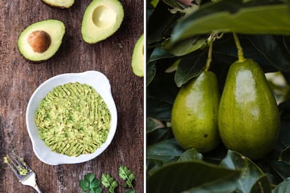 Izq.: En puré, como salsa o en postres: la palta ofrece exquisitas formas de prepararla. Der.: los frutos no se ablandan hasta no estar cosechados.
