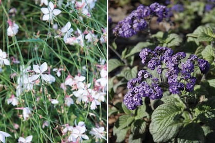 Izq.: Gaura lindheimeri: es ideal por su aspecto suelto para usarla en grandes macizos. Es susceptible a plagas y enfermedades, y necesita poda frecuente. Der.: Heliotropium amplexicaule: muy recomendable para espacios chicos o para macetas. No es tan fácil de conseguir en viveros.