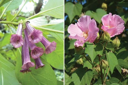 Izq.: Iachroma cyaneum. Der.: Hibiscus mutabilis