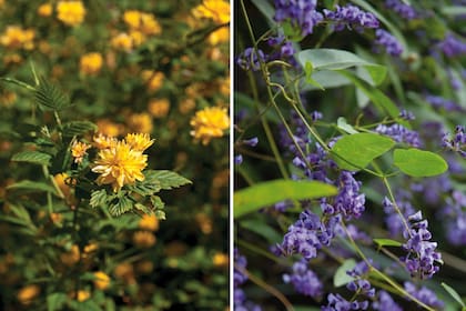 Izq. Kerria japonica. Der. Hardenbergia violacea