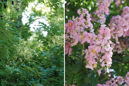 Izq.: La sófora tiene el discreto encanto
de su follaje, sus flores veraniegas y los frutos que le siguen. Además, es muy rústica, tolera un amplio rango de temperaturas y la falta de agua. Der.: La Lagerstroemia indica es muy cultivada por su larga floración de diversos colores, el color otoñal de sus hojas y su corteza.
